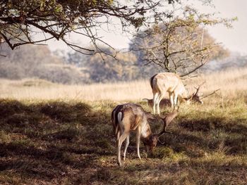 Stags grazing on field by trees