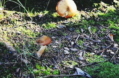 Mushrooms on field