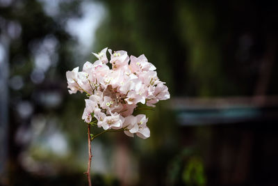 Close-up of white flowering plant