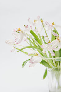 Close-up of white flowers in vase