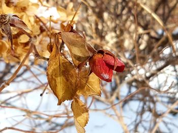 Close-up of dry leaves on tree during winter