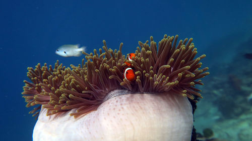 Close-up of fish swimming in sea