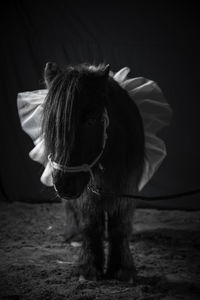 Close-up of pony standing on ground