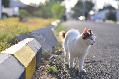 Close-up of cat outdoors