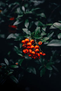 Close-up of orange berries on plant