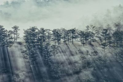 Trees in forest against sky