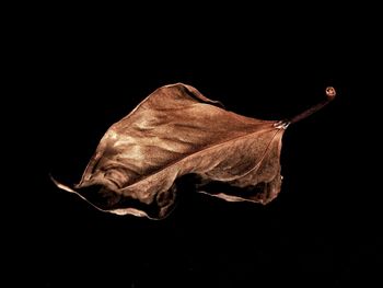 Close-up of wilted flower against black background