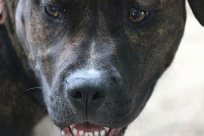 Close-up portrait of dog