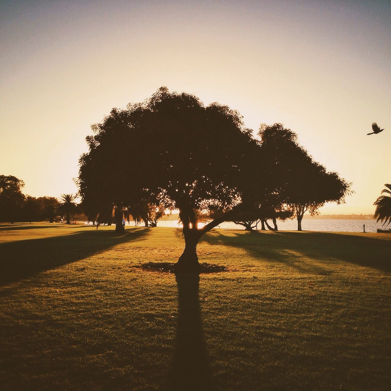 tree, beach, silhouette, sunset, tranquil scene, tranquility, sea, scenics, water, beauty in nature, clear sky, nature, shore, sky, incidental people, sunlight, sand, idyllic, horizon over water, outdoors