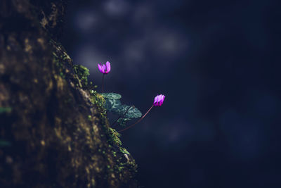 Close-up of pink flower against blurred background