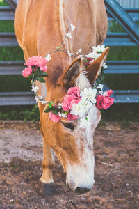 Close-up of dog with flowers