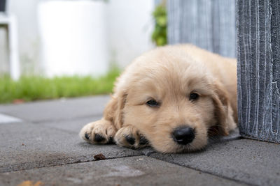 Close-up portrait of a dog