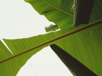 Low angle view of palm tree leaves against clear sky