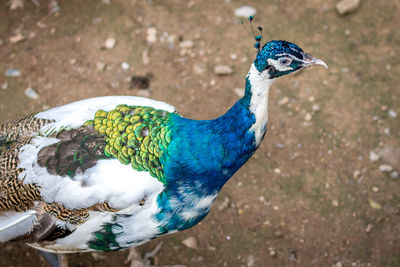 Close-up of peacock