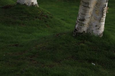 Close-up of lizard on tree trunk in field