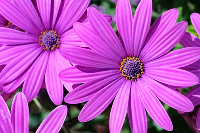 Close-up of pink flowers