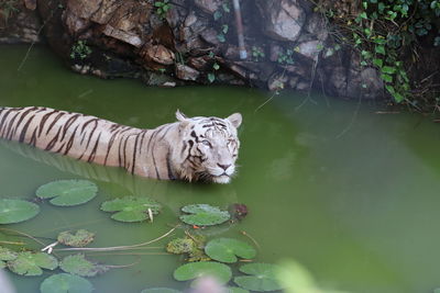 High angle view of a white tiger