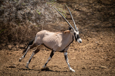 Gemsbok gallops over stony ground in sunshine