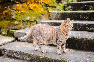 Portrait of cat on wall