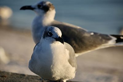 Close-up of bird