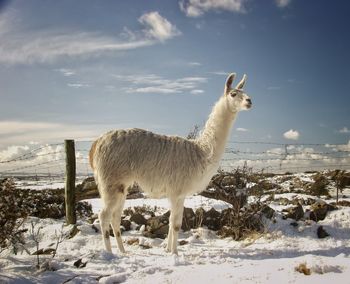 Snow covered landscape