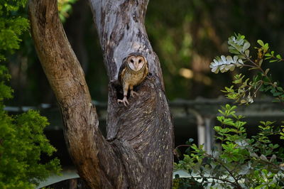 Close-up of squirrel on tree trunk