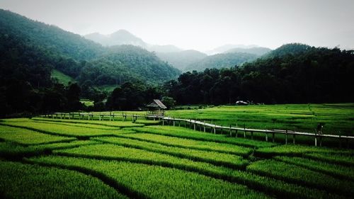 Scenic view of agricultural field against sky