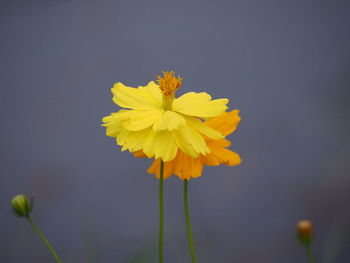 Close-up of yellow flowering plant