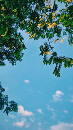 Low angle view of tree against sky