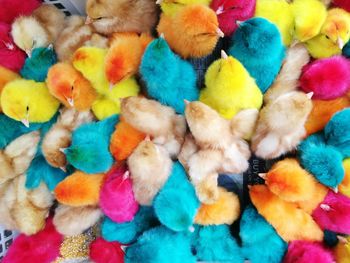 Full frame shot of multi colored flowers