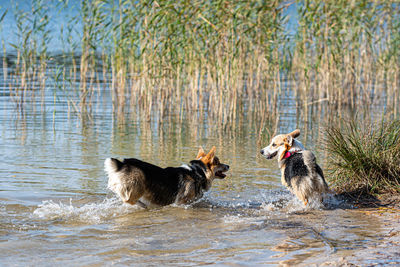 Several happy welsh corgi dogs playing and jumping in the water on the sandy beach