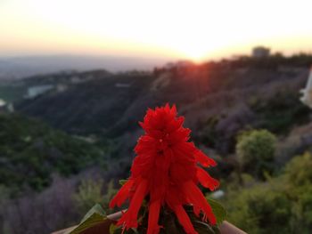 Close-up of red flowering plant against sky during sunset