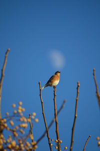 Low angle view of bird perched on blue sky