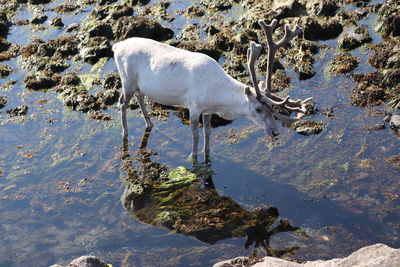 Reindeer norway