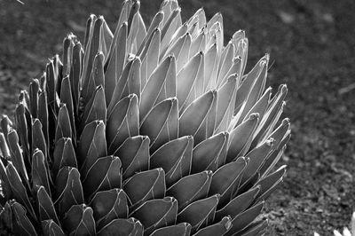 Close-up of succulent plant on field