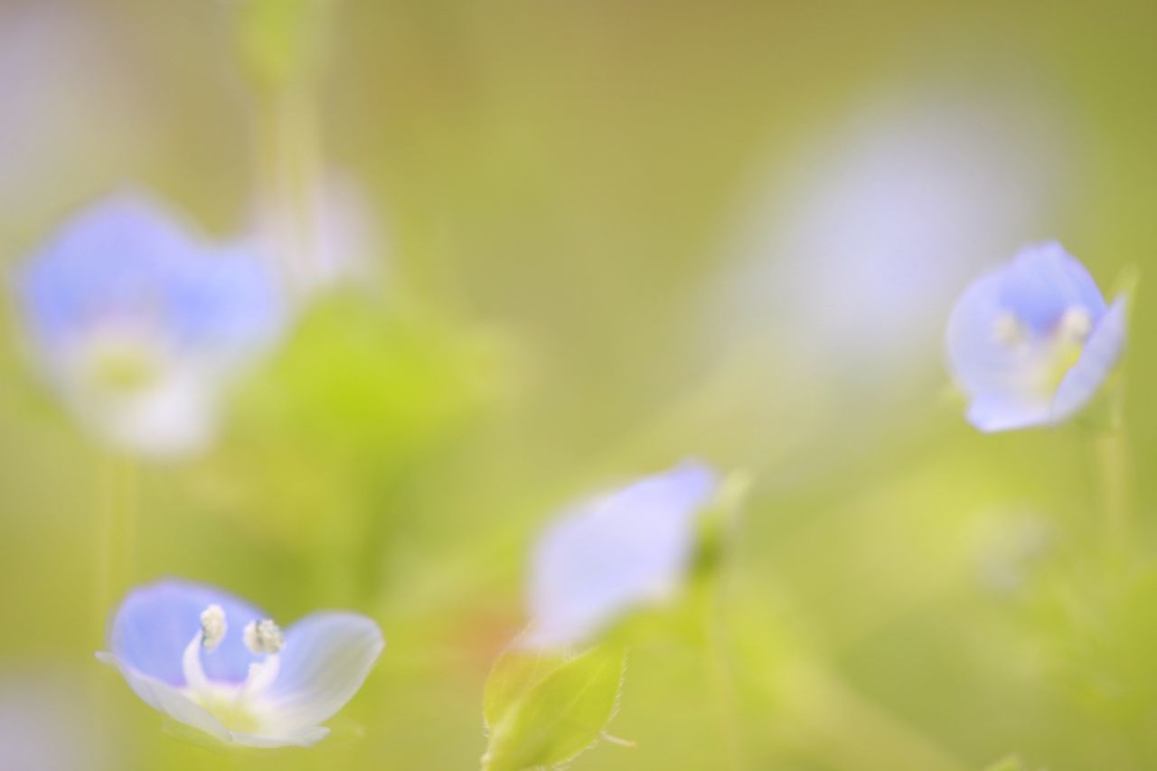 flower, fragility, growth, close-up, freshness, beauty in nature, selective focus, petal, focus on foreground, plant, nature, flower head, blooming, day, outdoors, no people, green color, purple, backgrounds, stem