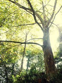 Low angle view of tree against sky