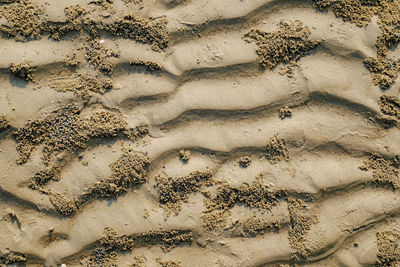 High angle view of starfish on beach