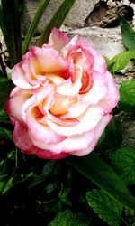 Close-up of red rose blooming outdoors