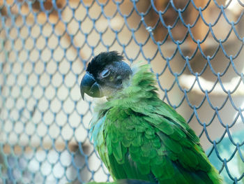 Close-up of parrot in cage