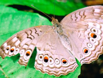 Close-up of butterfly