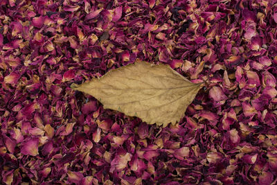 Close-up of dry leaf on rose petals