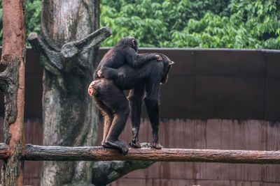 Monkeys in a zoo