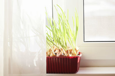 Close-up of potted plant