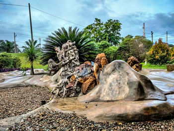 Palm trees on rocks against sky
