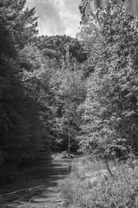 Road passing through forest