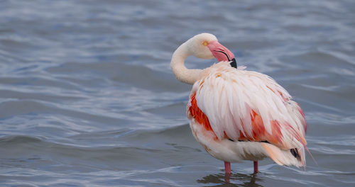 Bird on a lake