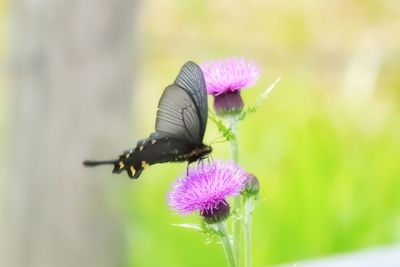 Close-up of butterfly on purple flower