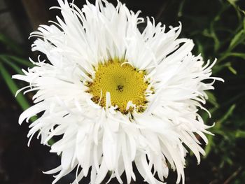 Close-up of white flower blooming outdoors