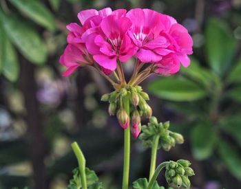 Close-up of pink flowers blooming outdoors